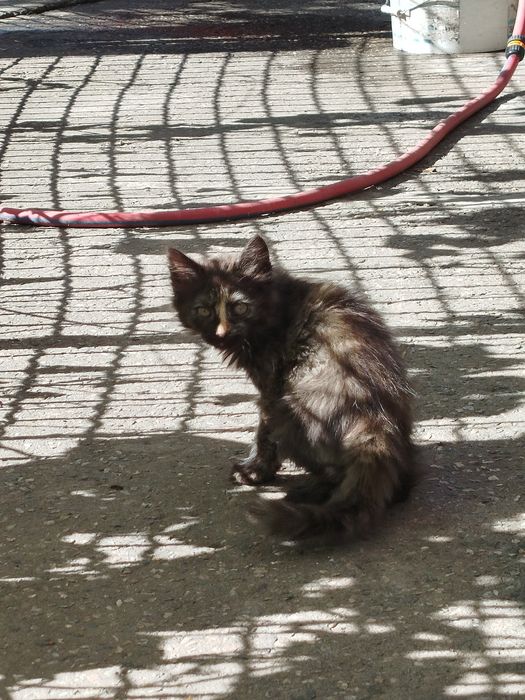 Отдаём.    даром