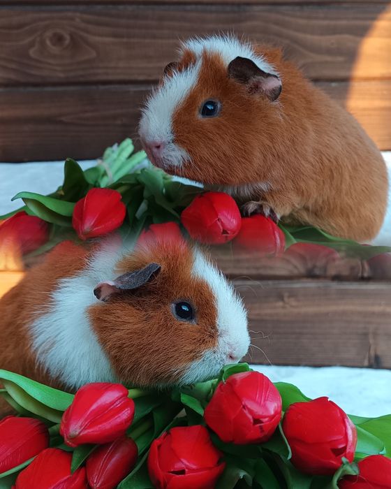 Świnka US Teddy i gładkowłose