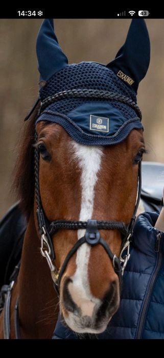 Czarne Ogłowie D'yon working plaited