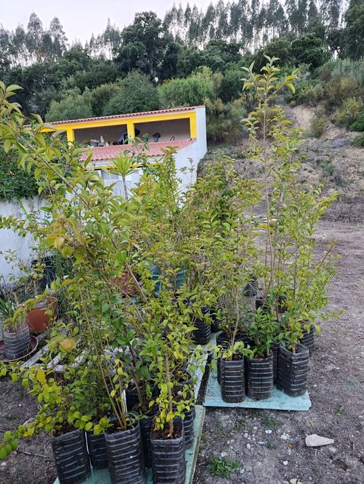 Vedação viva, lote 35 arbustos, Ligustrum japonicum, jovens e podados