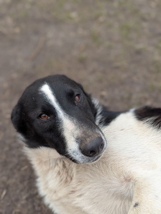 Песик Рой суперовий шукає родину