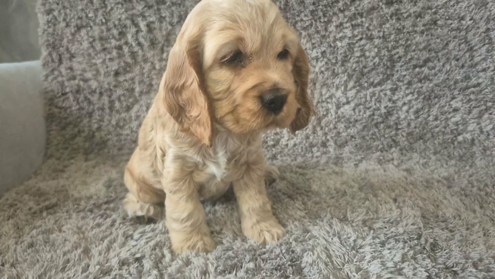 Cocker spaniel angielski chłopiec i dwie dziewczynki