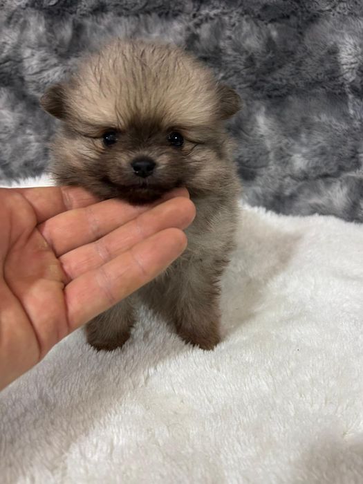 Spitz anão / lulu pomerania