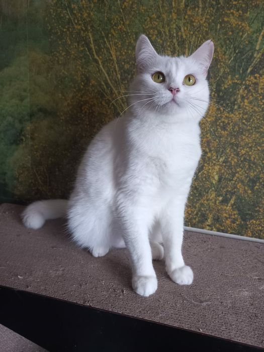 Отдам белую кошку, стерилизована. 2 года