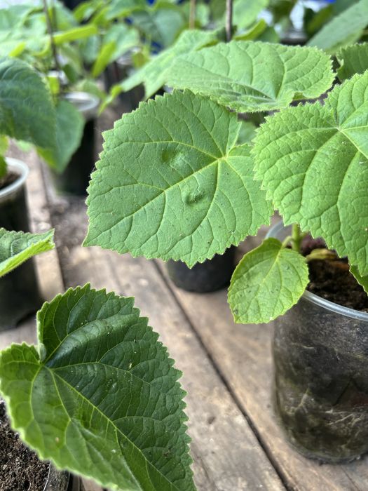 Paulonia elongata, paulownia elongata , data do plantio , janeiro