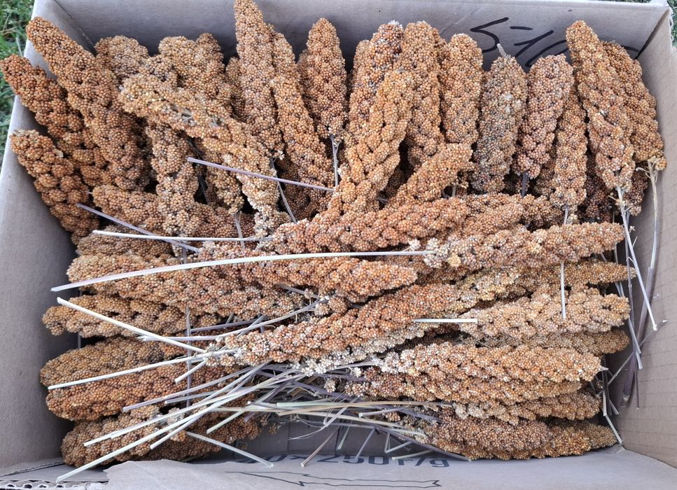 Чуміза і просо в колосках 2025 урожай