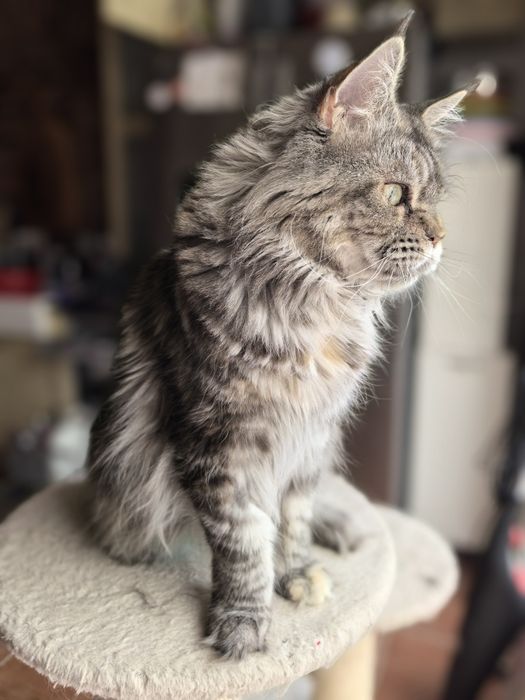 Rezerwacja Kotka Maine Coon Haiti