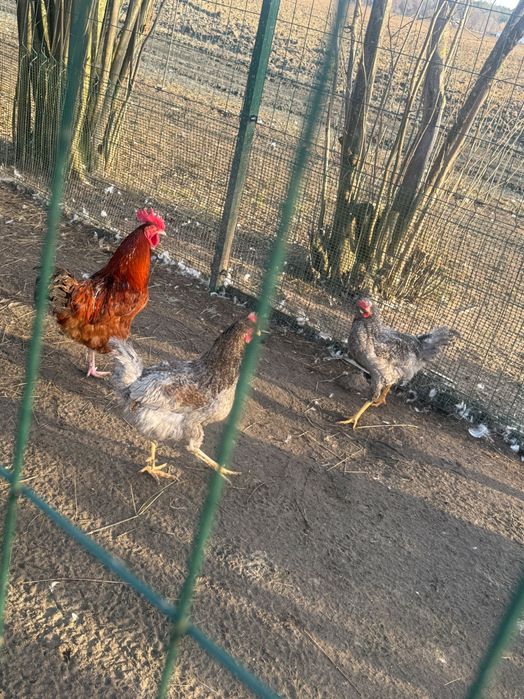 Sprzedam młode koguty