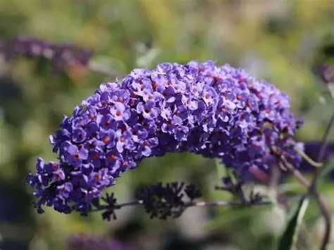 Budleja Nanho Blue -  Flora Szczecin