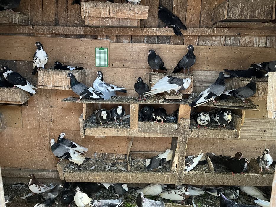 Gołębie zamojskie, różne. Likwidacja hodowli