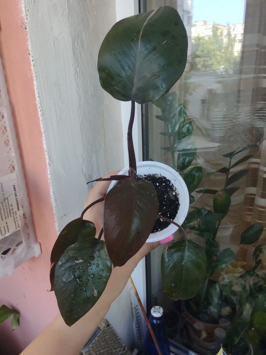 ФИЛОДЕНДРОНЫ разные сорта