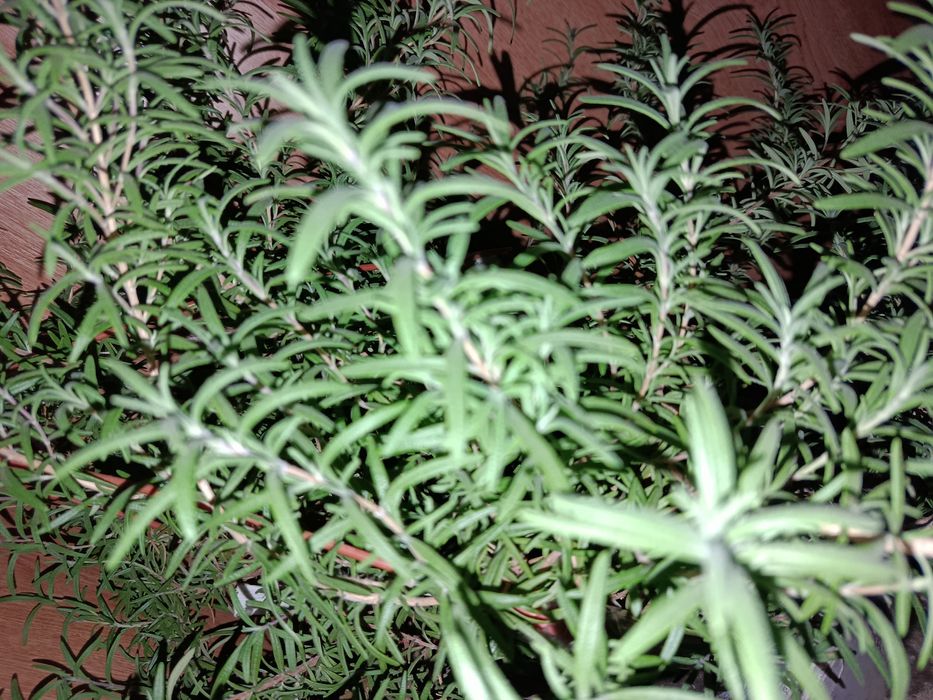 Розмарин ароматна рослина чудова спеція