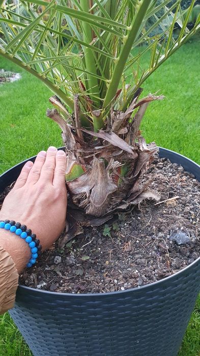 Daktylowiec Kanaryjski - Phoenix Canariensis