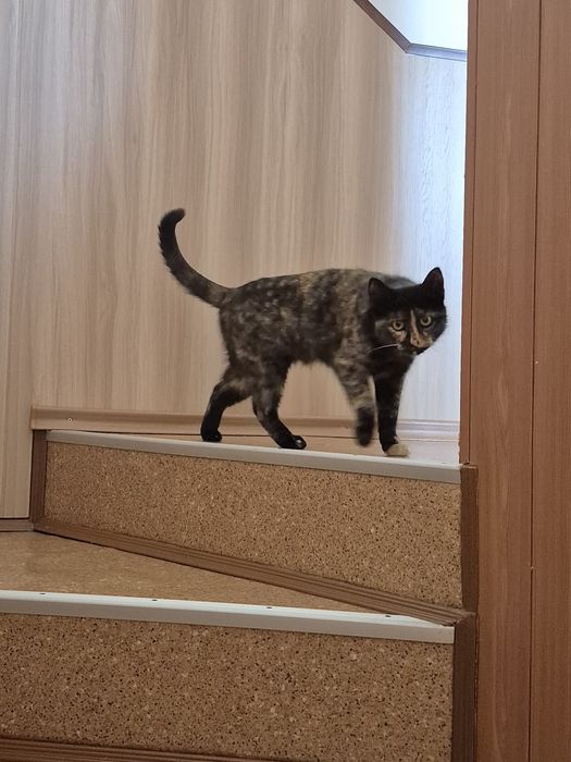 Киця 7-8міс.,врятована з вулиці, ласкава, грайлива, стериліз."ДоброКіт