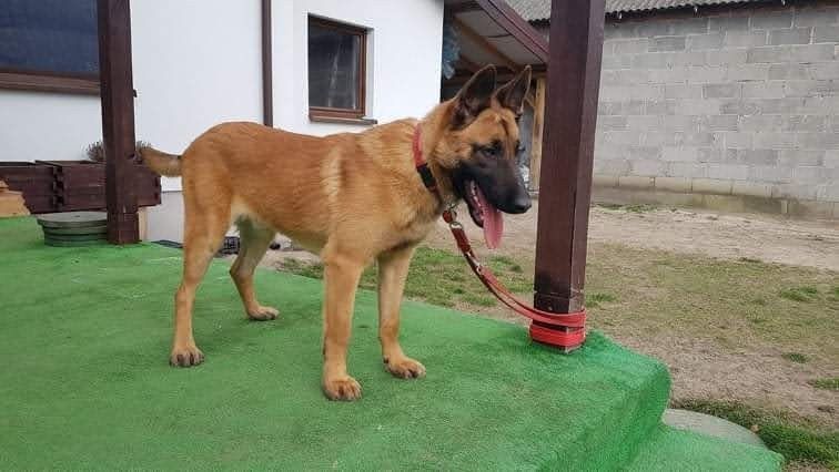 Owczarek belgijski Malinois - suczka gotowa do odbioru