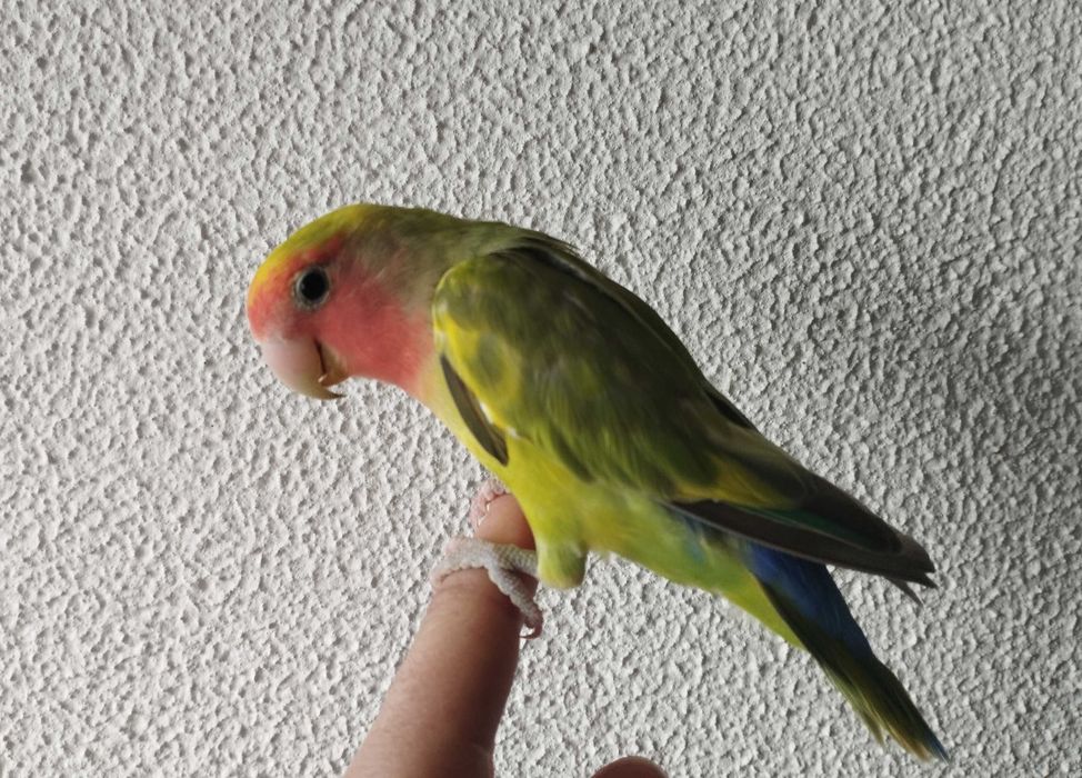 Agapornis roseicollis domesticado 2024 arlequim