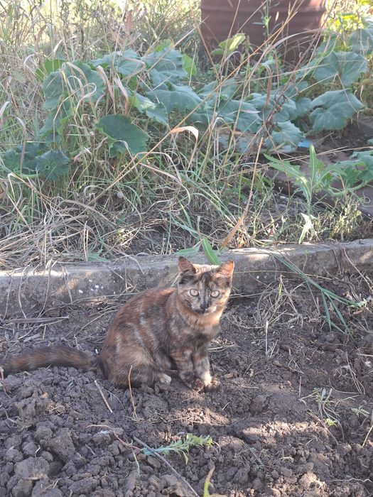 кошеня хоче люблячу сім'ю