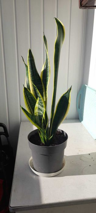 Sansewieria gwinejska język teściowej wężownica