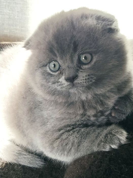 Кот вислоухий.вязка