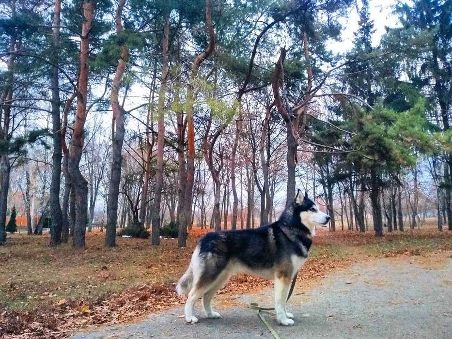 Вязка сибирский хаски