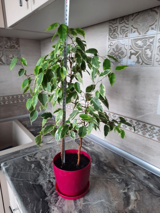 Фікус Бенджаміна-250 грн.