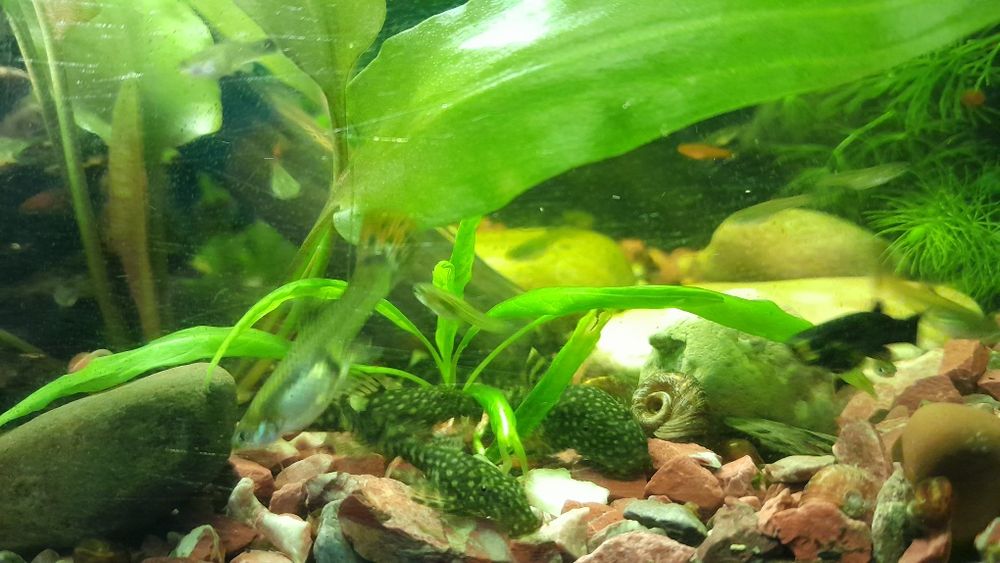 Соми Анциструси власного розведення