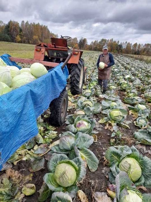 Wapno granulowane też EKOLOGICZNE  JuraVit 54% -super granula 2-8mm -Hurt Polska !