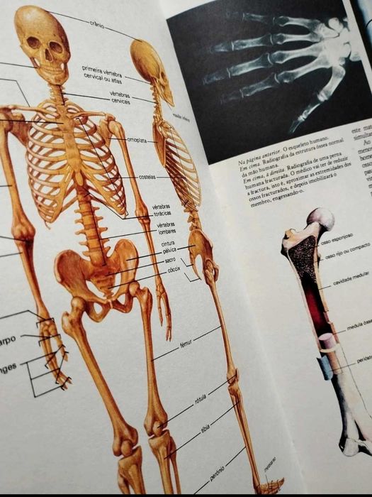 Livro "Como Trabalha o Nosso Corpo" 1981