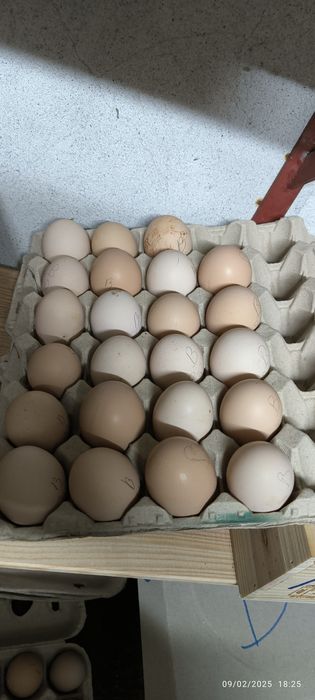 Ovos galados Branca portuguesa e Pedrez