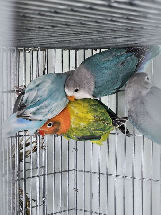 agapornis ficher e personatas