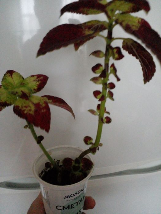 Колеус , дорослий вазон.