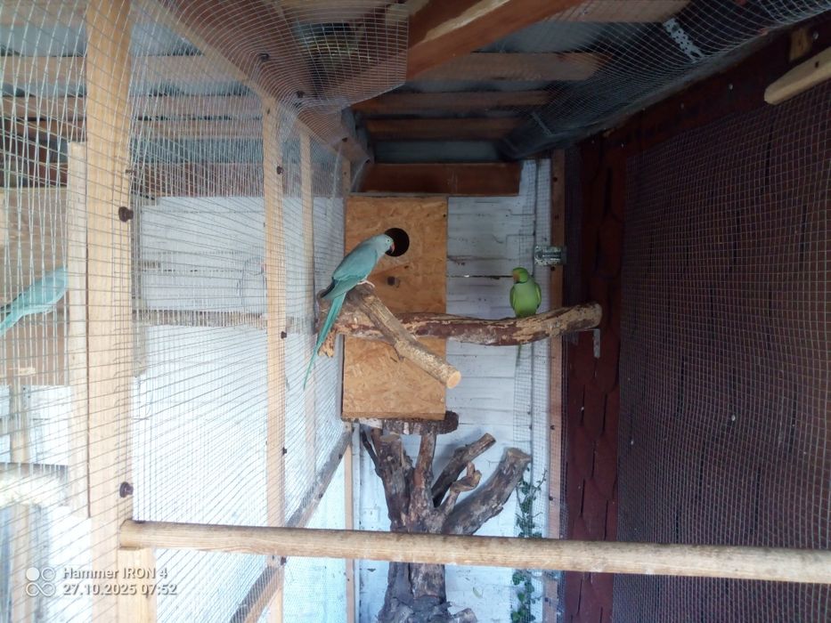 Sprzedam Aleksandretty