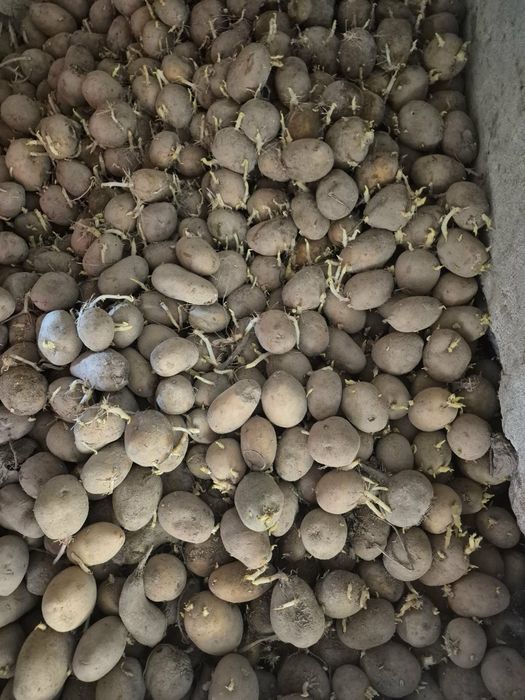 Ziemniaki sadzeniaki Tajfun