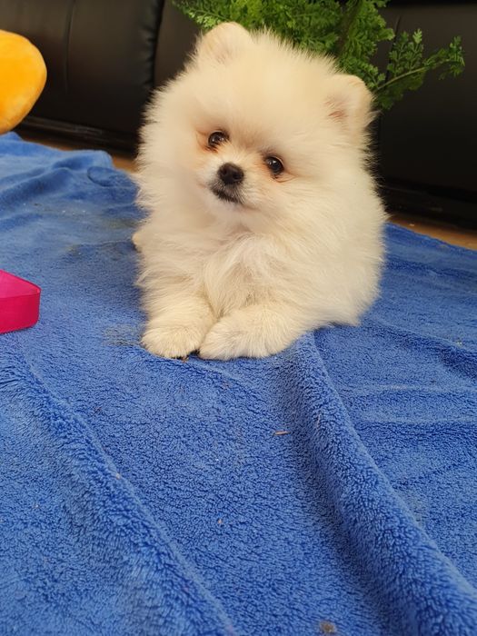 Szpic miniaturowy pomeranian/Malutka sunia