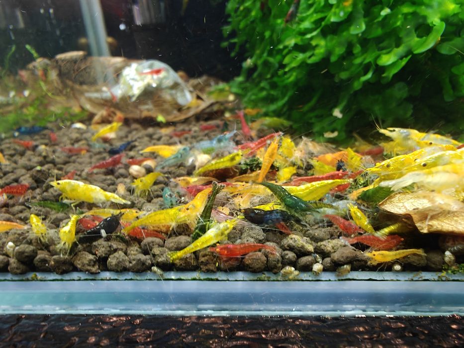 Krewetki Neocaridina MIX - różne kolory