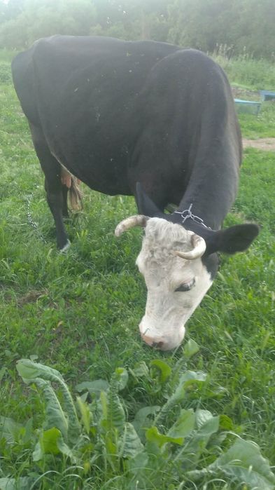 Продам гарну Корівку