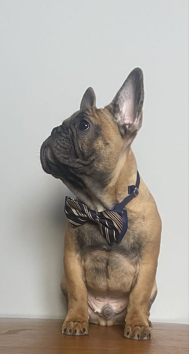 Французькі бульдог. Доставим!