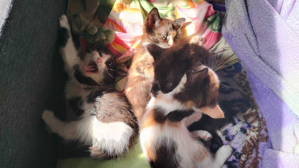 Отдам бесплатно котят в хорошие руки