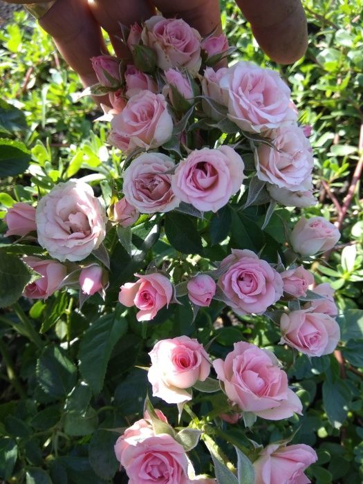 Продам саженцы роз -Осенью-Весной Летом оптом .кусты роз / окулянт.От