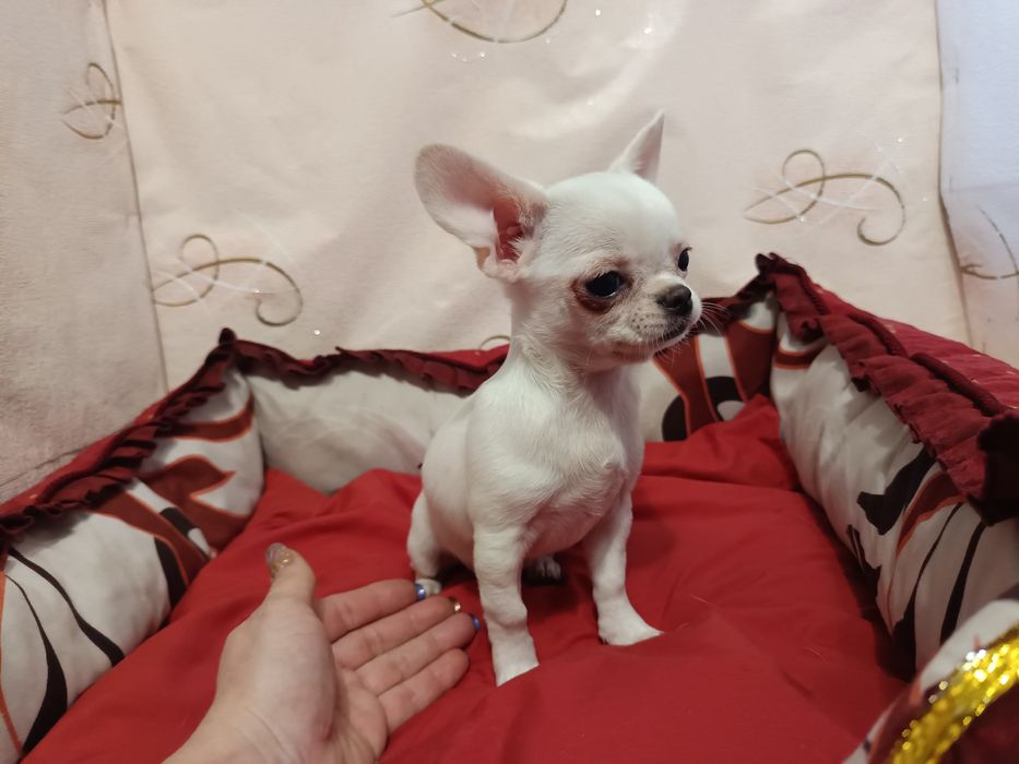 Маленька дівчинка блондинка