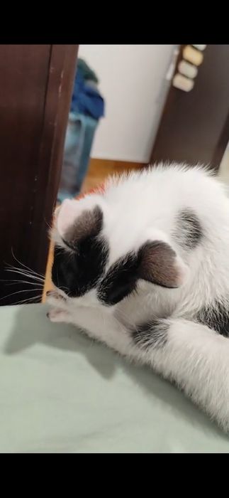 Gatinho bebé para adoptar