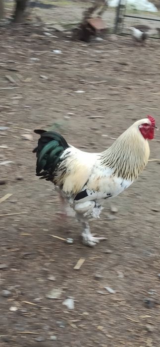 Sprzedam koguty jednoroczne.