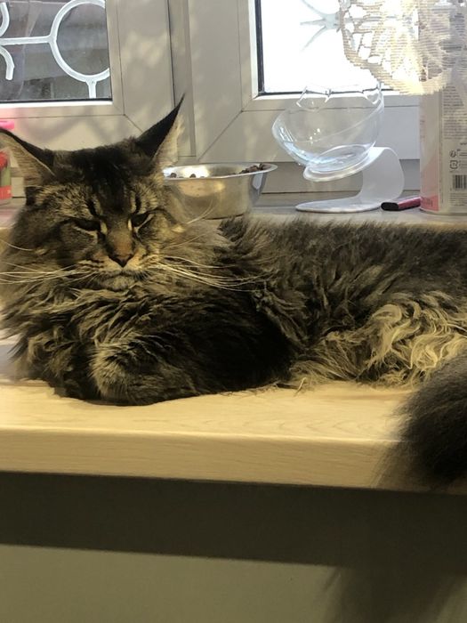 Kot do krycia Maine Coon