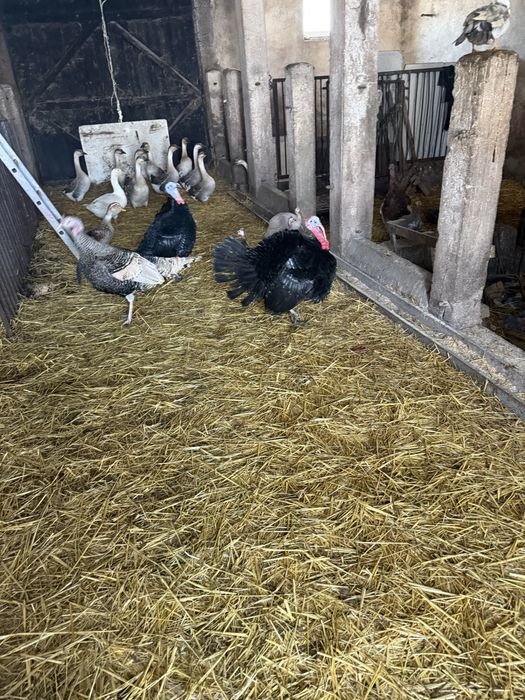 Sprzedam indyki i gesi