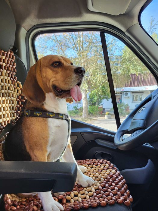 Бігль для в'язки Прилуки