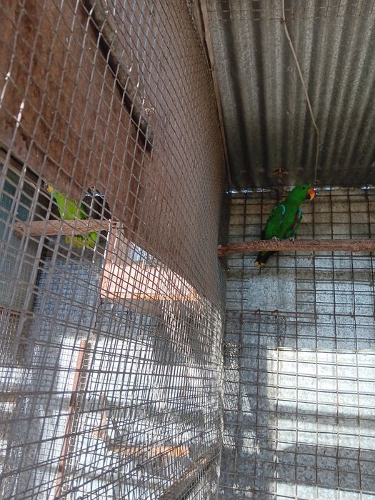 Papagaio  Macho eclectus roratus