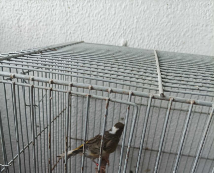 Canárias femeas raça arlequim bonitas e saudáveis