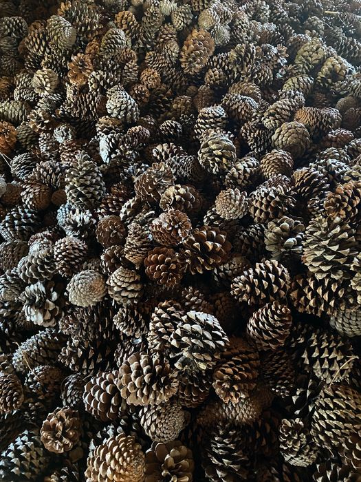 Pinhas de pinheiro com entrega gratuita