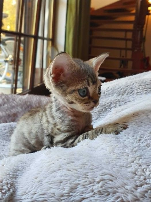 Kot Devon Rex Kociak Devon Devonek Rex Kociak Panterka