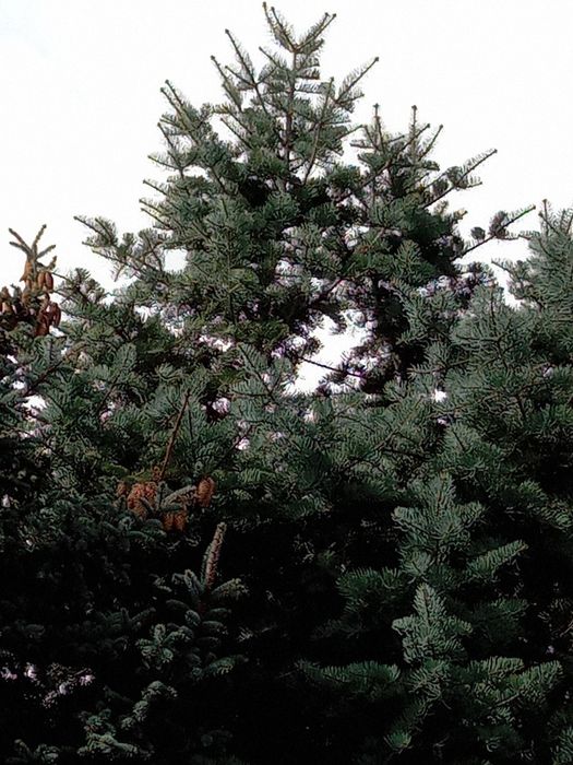 Choinki świerk ,jodła,sosna, thuja  plus gałązki